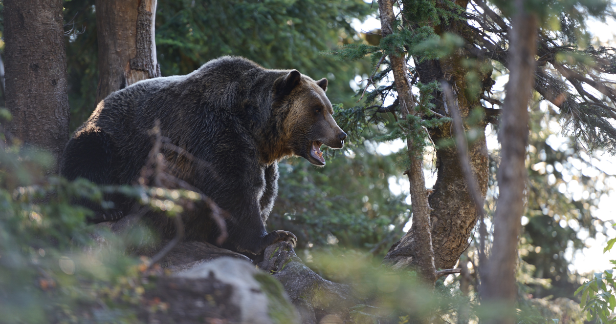 Grizzly bear kills Montana camper // GOHUNT. The Hunting Company