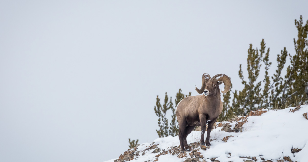 Application Strategy 2022 Idaho moose, bighorn sheep, mountain goat