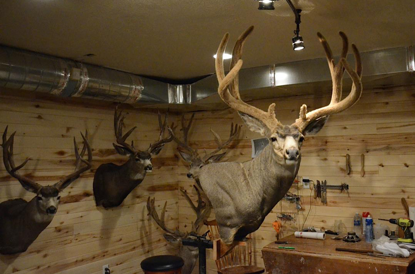 Whitetail Deer Mounts - All Taxidermy