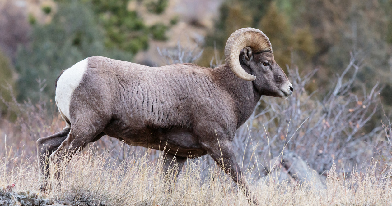 North Dakota Allocates Three Bighorn Sheep Licenses For 2018 Season ...