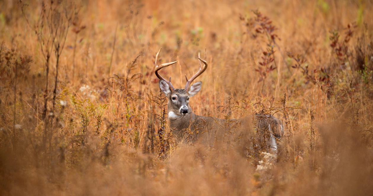 New deer baiting regulations in South Carolina // GOHUNT. The Hunting