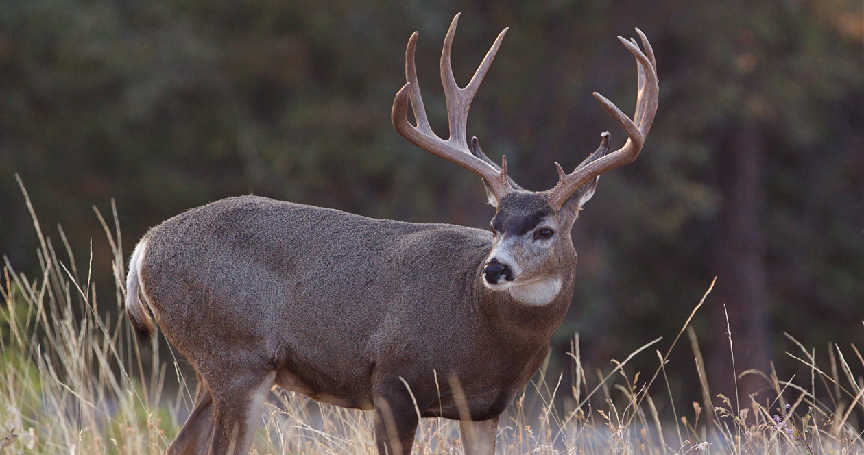 Changes to elk and mule deer under consideration in Idaho // GOHUNT