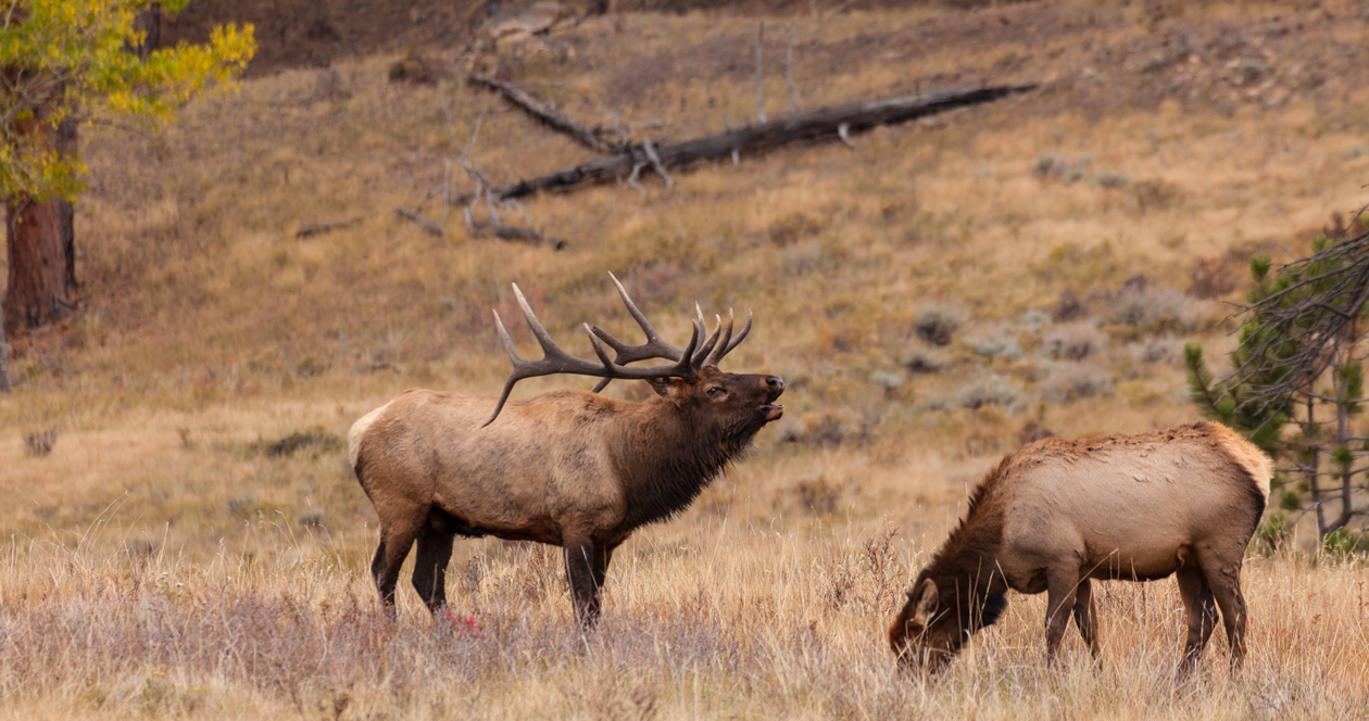 Montana proposes changes to deer and elk urine lure rules // GOHUNT