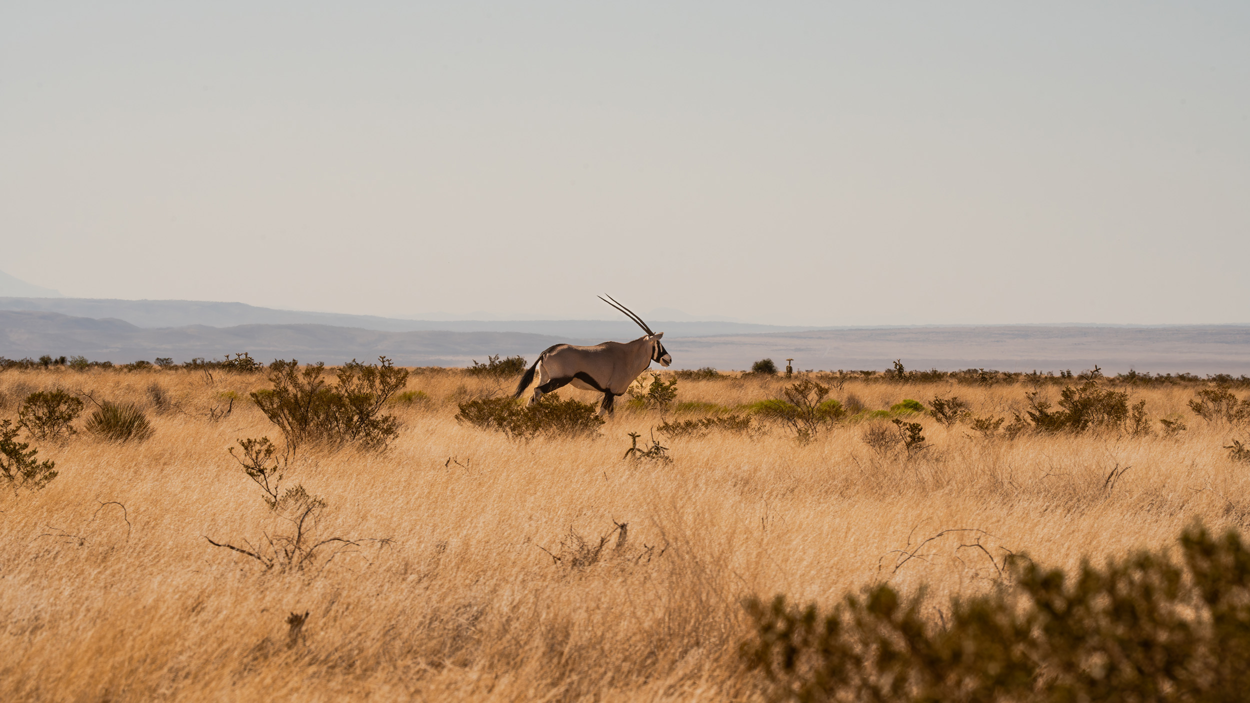 Application Strategy 2024 New Mexico Sheep And Exotics GOHUNT The   2024 New Mexico Sheep And Exotics Application Strategy Article 