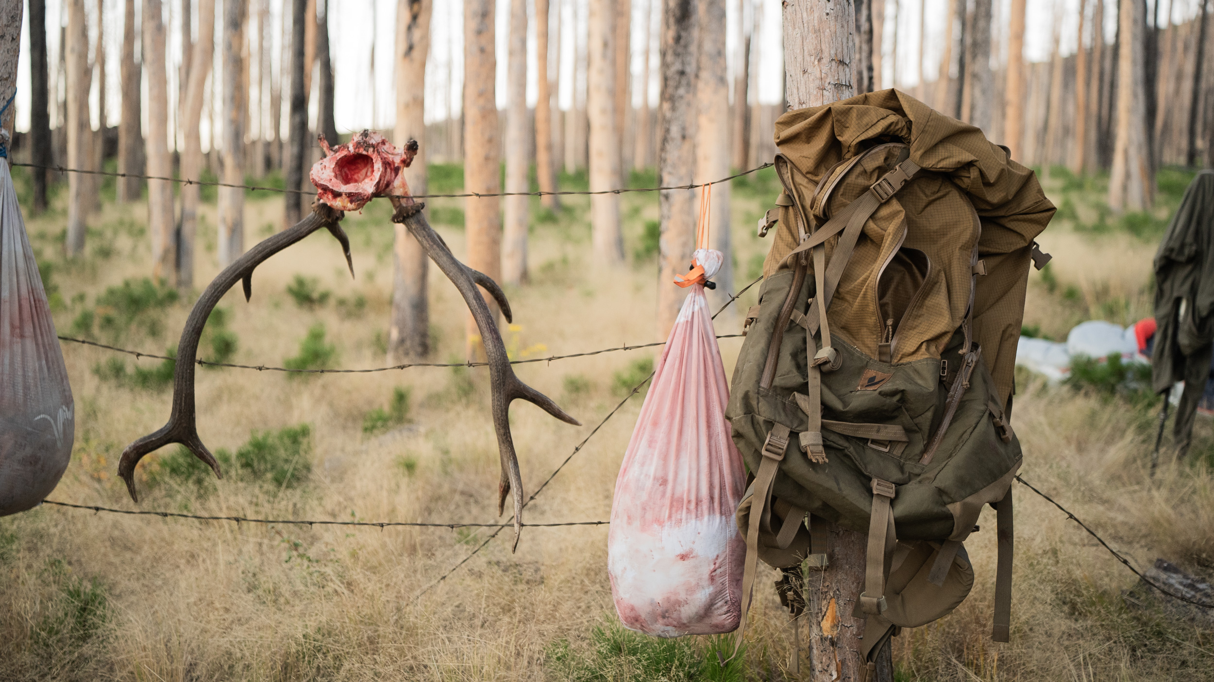 How to Track Elk Like a Pro: Expert Tips for Success