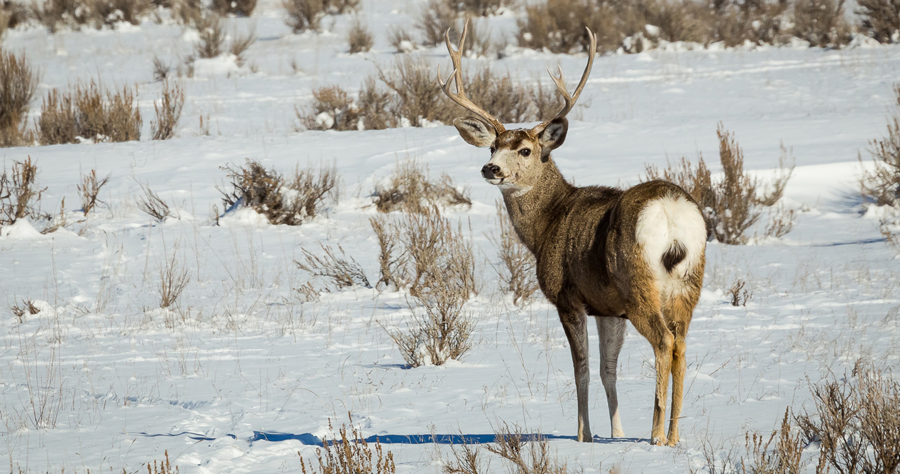 WGFD seeks comments on mule deer migration corridor