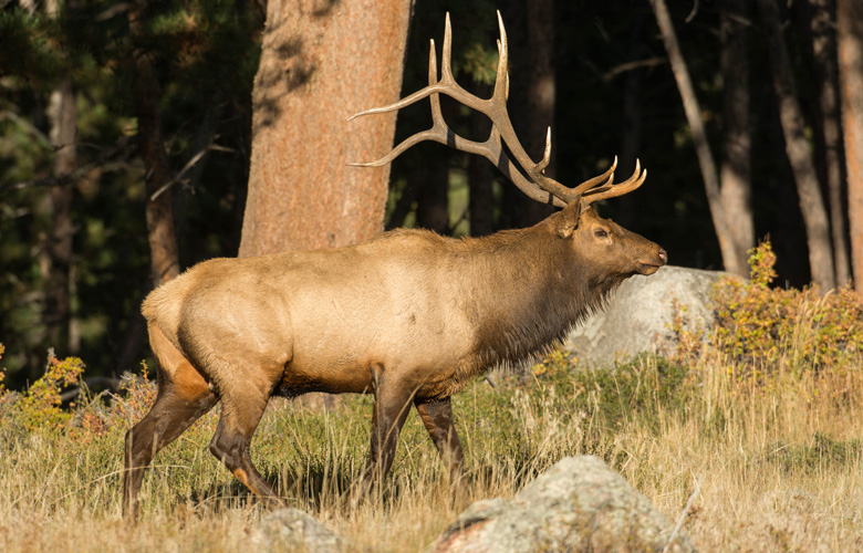 APPLICATION STRATEGY 2016: New Mexico Elk, Deer, Antelope // GOHUNT ...