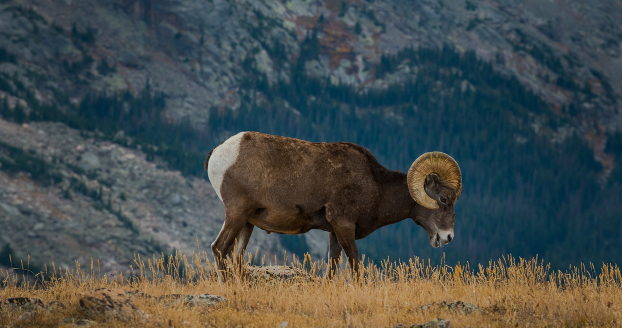 Washington's Colville Reservation restores historic bighorn and