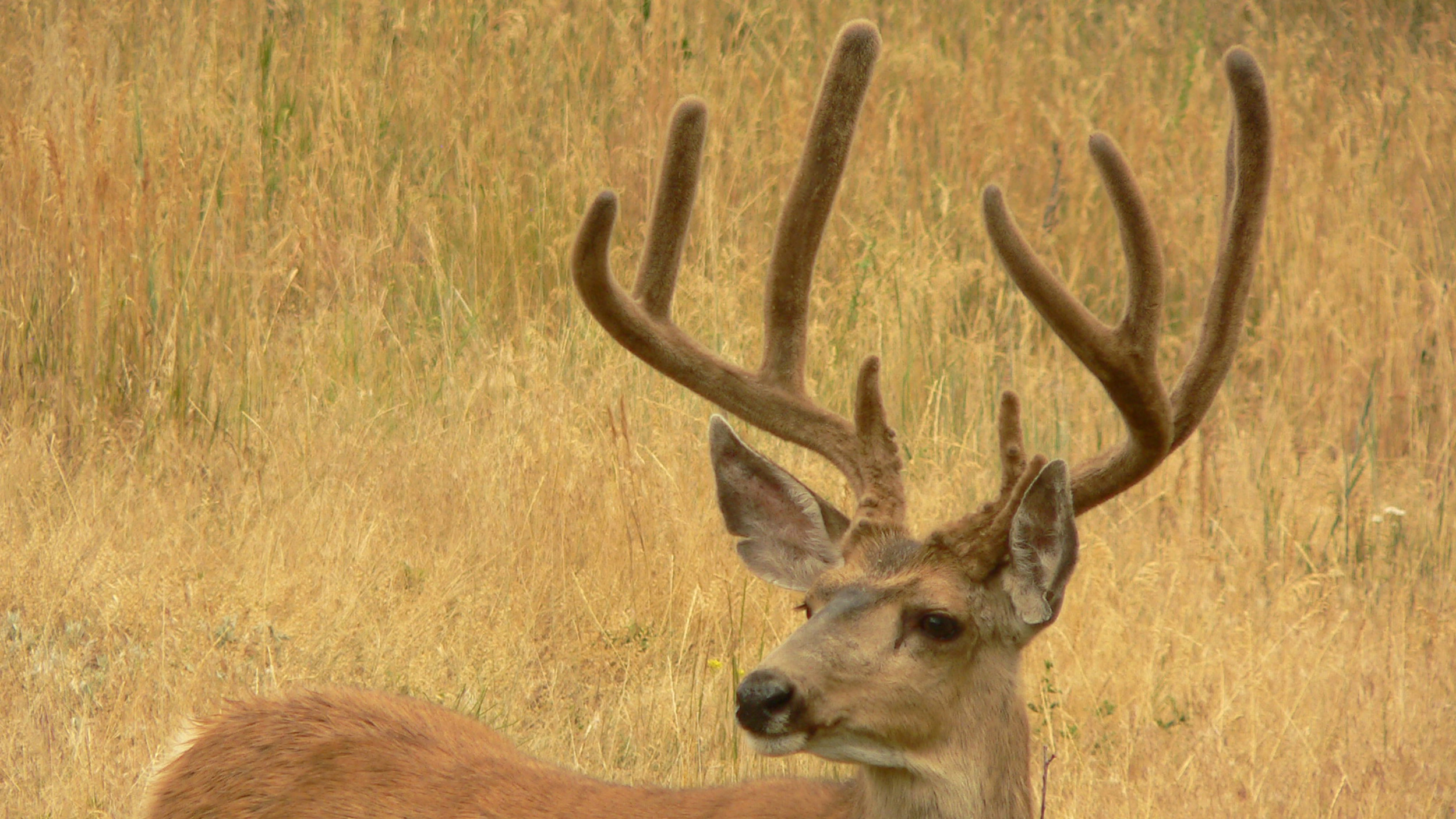 Application Strategy 2024 South Dakota archery deer and archery