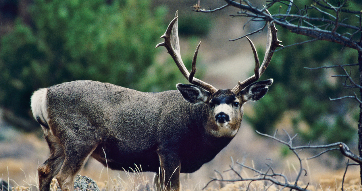 Application strategy 2022 Nevada mule deer // GOHUNT. The Hunting Company