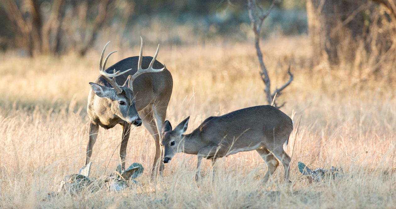 North Dakota deer populations holding steady