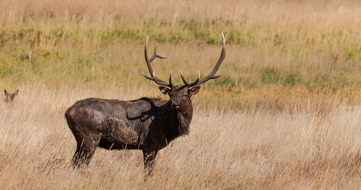 2022 Wyoming Leftover Draw License List // GOHUNT. The Hunting Company