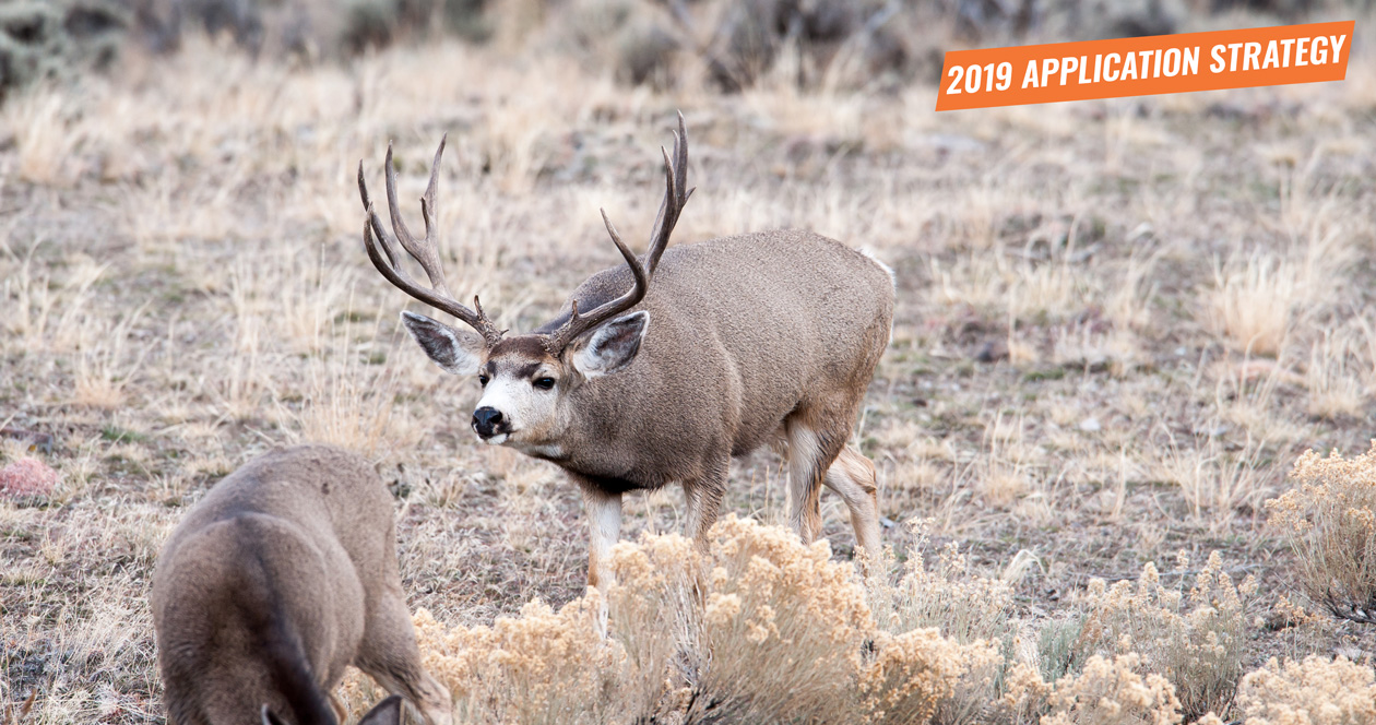 APPLICATION STRATEGY 2019: Colorado Mule Deer // GOHUNT. The Hunting ...