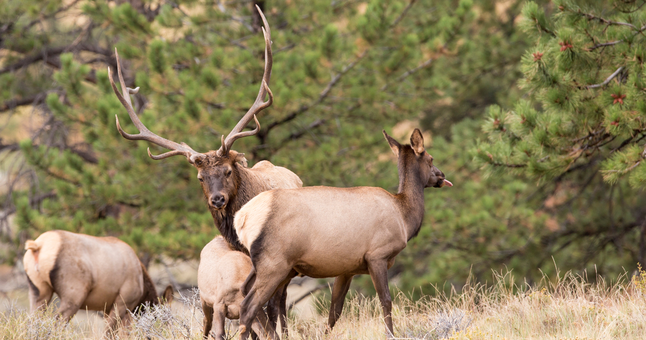 WGFD holds phase two of elk feedground planning process // GOHUNT. The ...