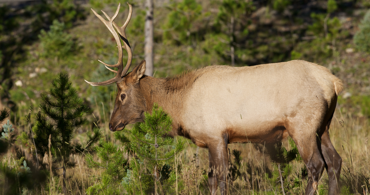 starkey experimental forest elk population