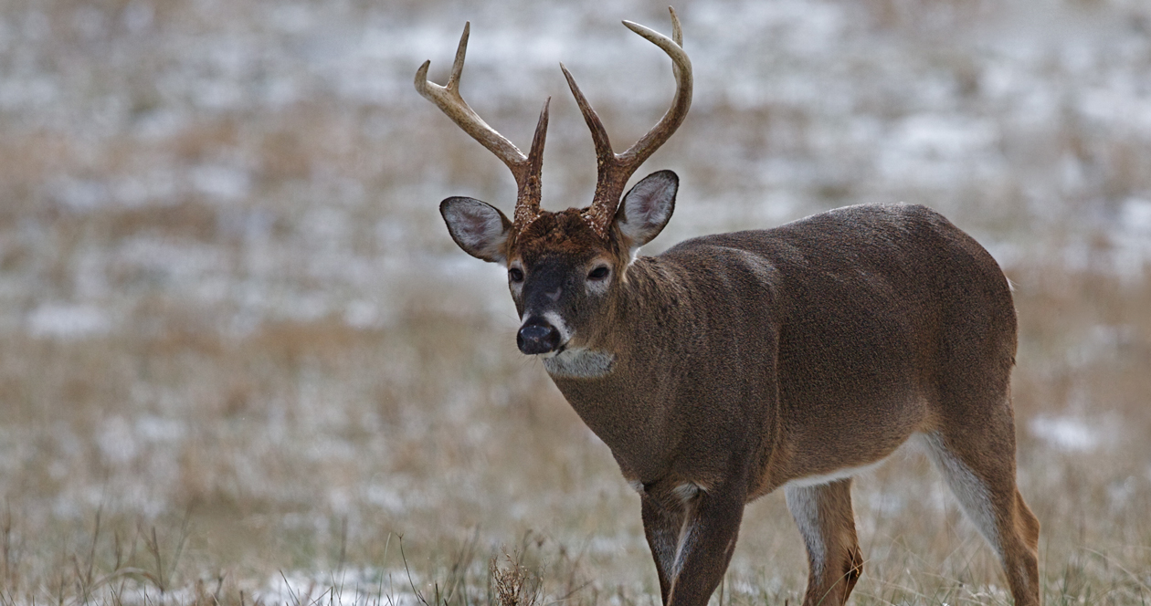 Ohio wants hunters to take CWD check stations seriously // GOHUNT. The ...