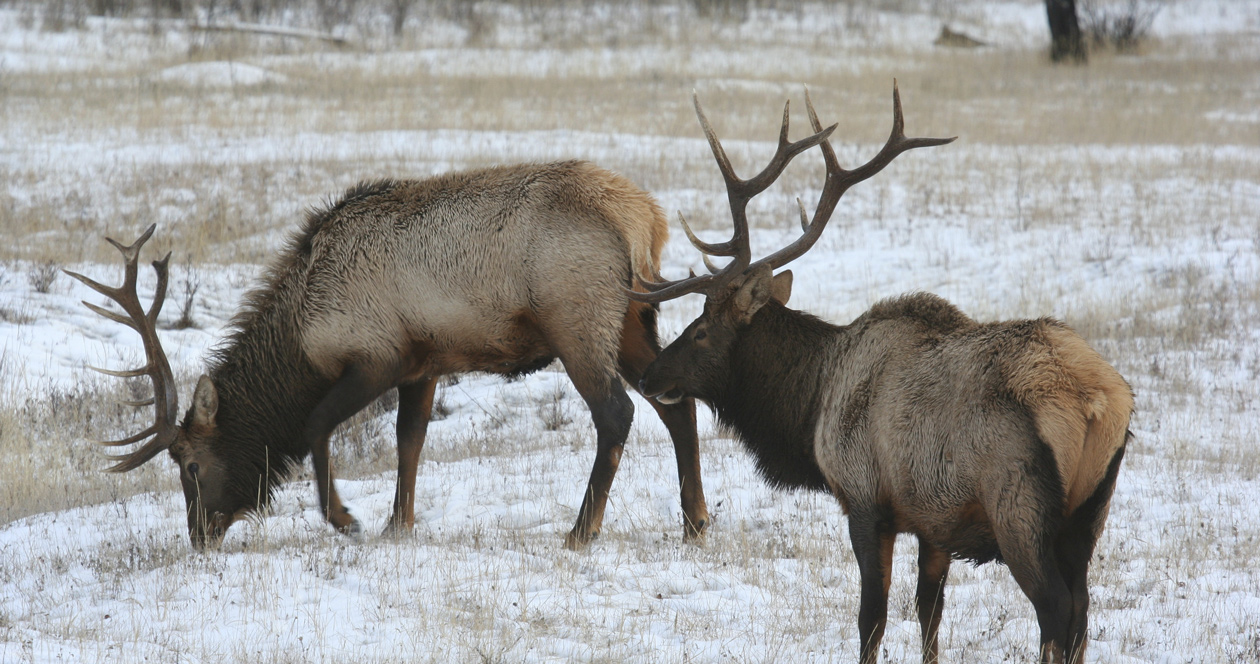 Should Montana continue with its shoulder season? // GOHUNT. The
