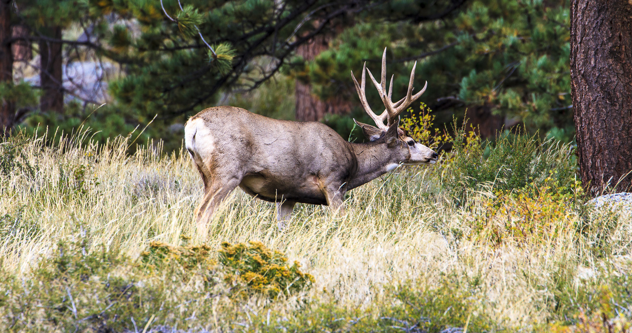 California Strengthens Poaching Laws And Regulations // GOHUNT. The ...