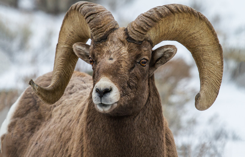 APPLICATION STRATEGY 2016: Montana Sheep, Moose, Goat, Bison // GOHUNT ...