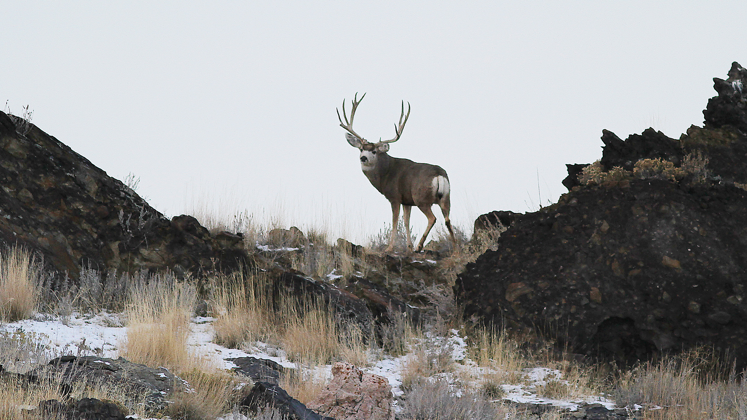 Application Strategy 2024: Nevada mule deer // GOHUNT. The Hunting Company