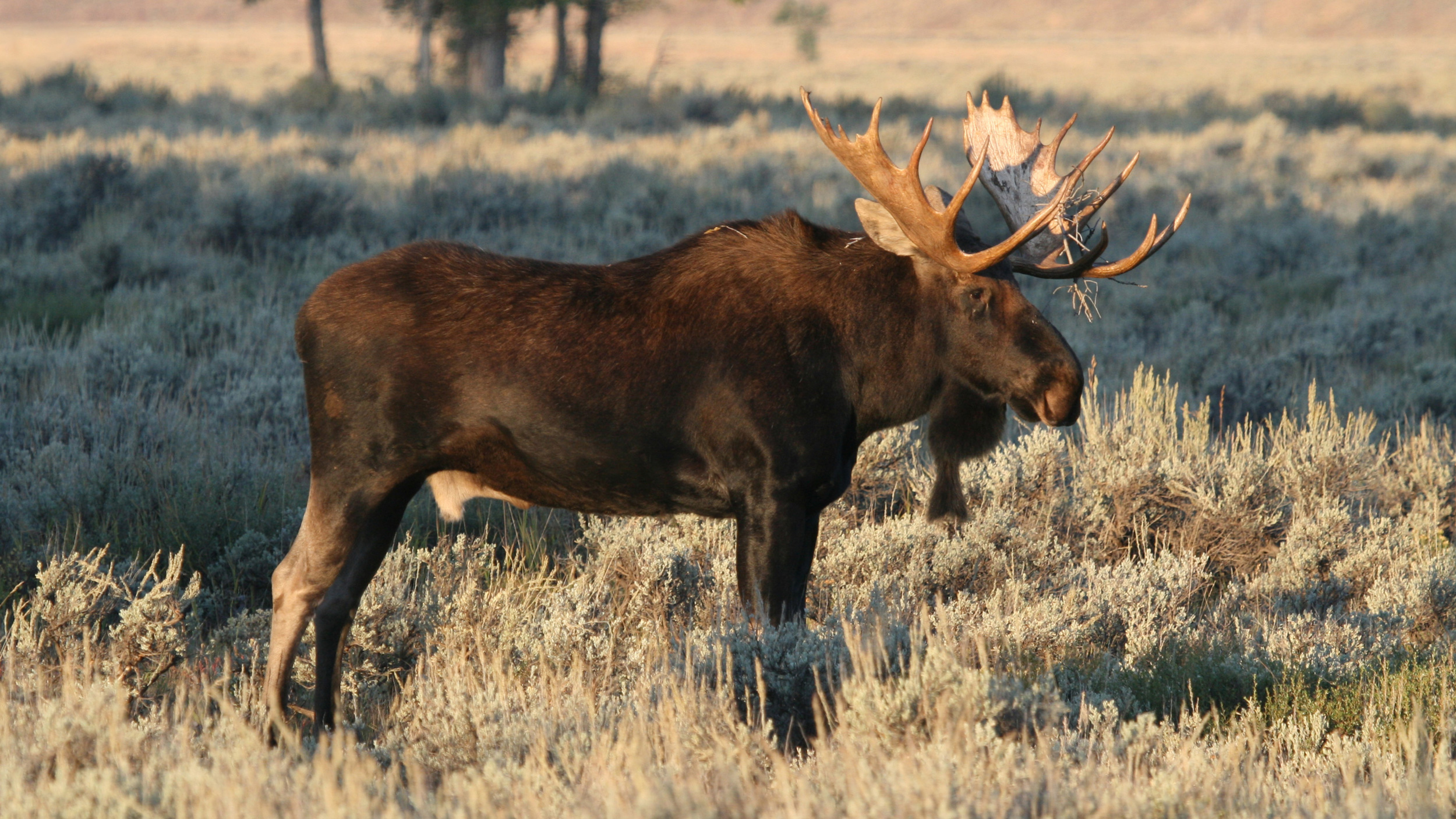 Breaking Nevada Approves A 2024 Moose Hunt GOHUNT The Hunting Company   Nevada Approved 2024 Moose Hunt 