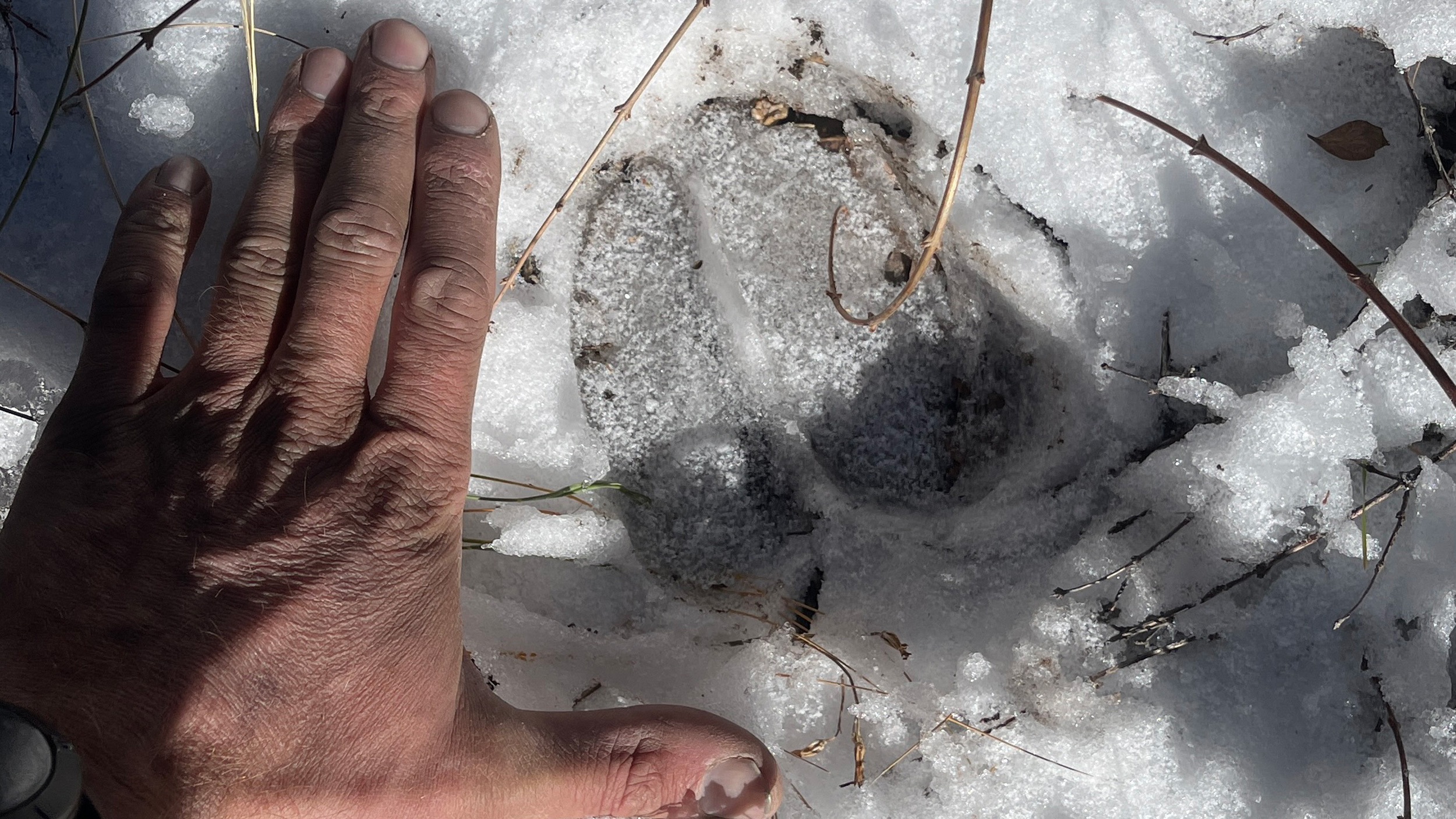 Elk Tracks Direction