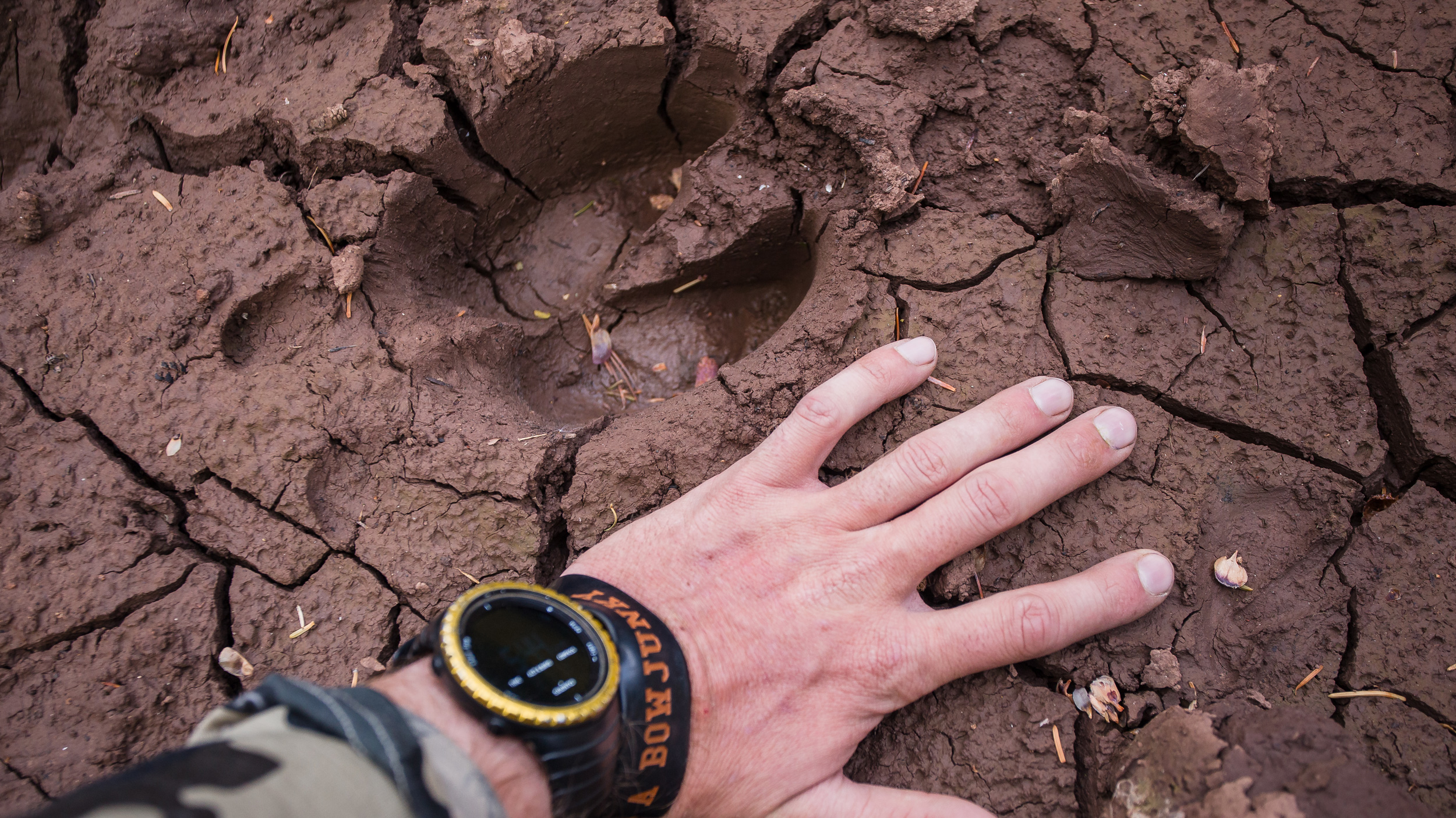 Elk Tracks Direction