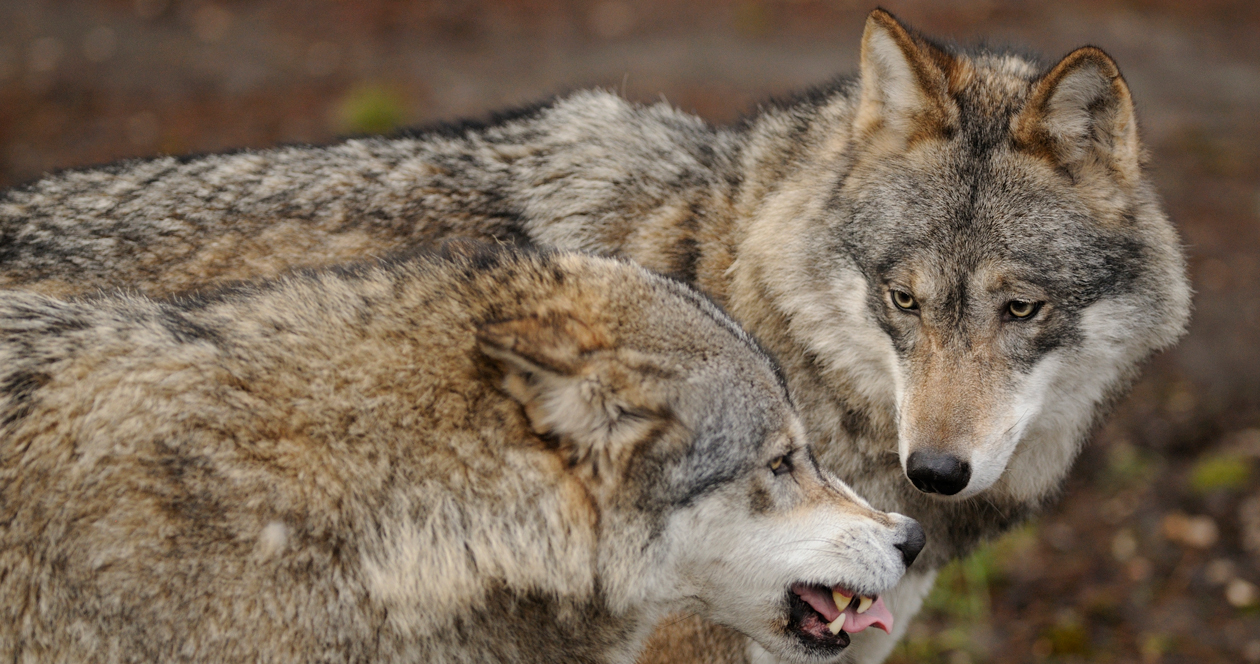 Idaho to expand wolf hunting and trapping // GOHUNT. The Hunting Company