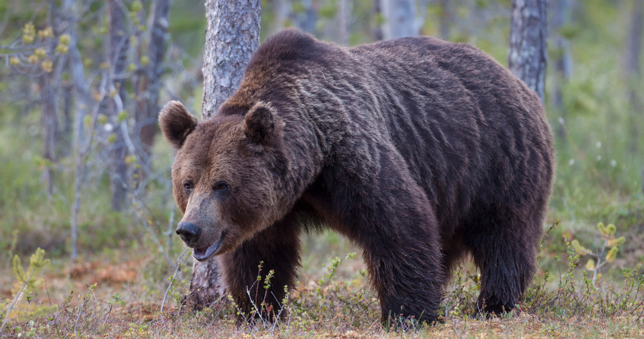 Man survives grizzly attack in Shoshone National Forest // GOHUNT. The ...