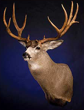Deer Shoulder Forms by Select Taxidermy Products