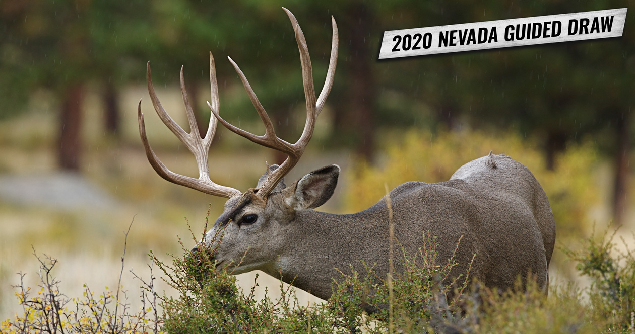 How to apply for Nevada’s 2020 nonresident mule deer guided draw