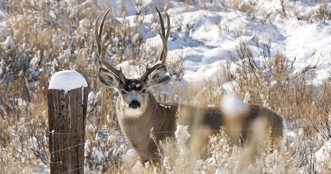 Another Montana mule deer tests positive for CWD // GOHUNT. The Hunting ...