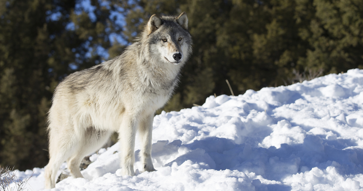 Wolves are definitely back in Colorado