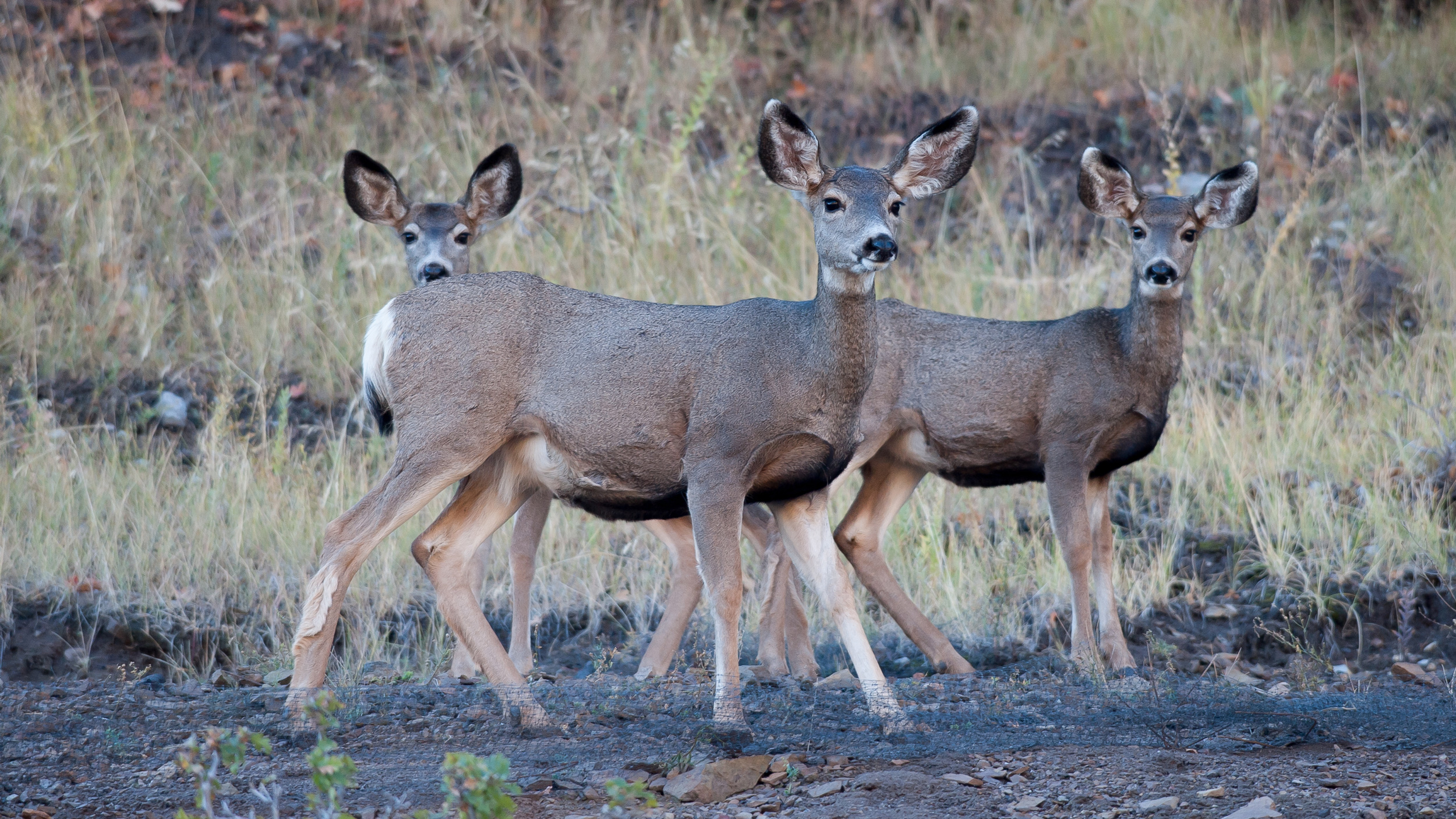 Will Catalina Island cull its mule deer? // GOHUNT. The Hunting Company