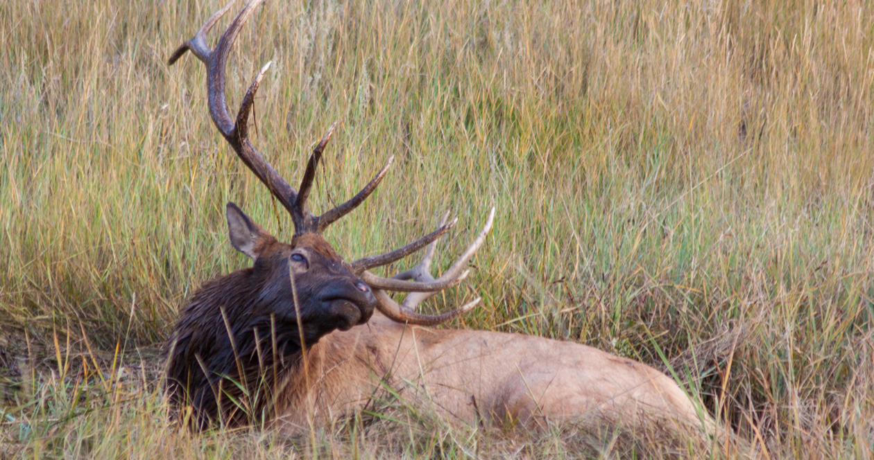 Oregon considers change to elk archery seasons for 2022 // GOHUNT. The