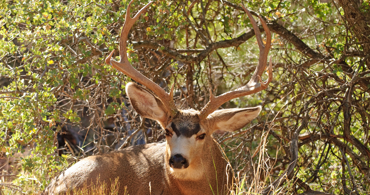 Texas considers mule deer antler restrictions // GOHUNT. The Hunting