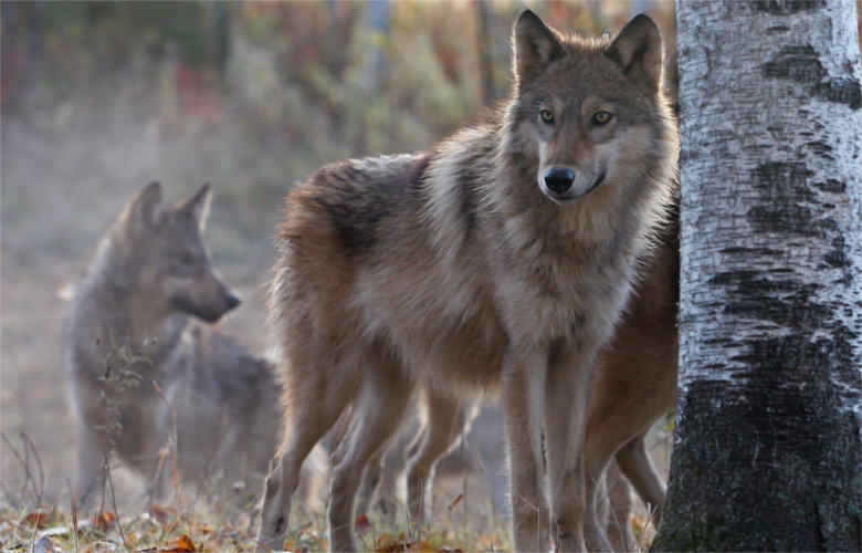Wyoming wolves have a taste for beef // GOHUNT. The Hunting Company