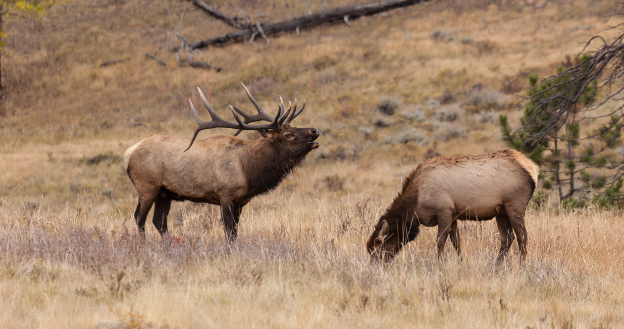 Update on 2020 Idaho nonresident OTC deer and elk tag numbers // GOHUNT