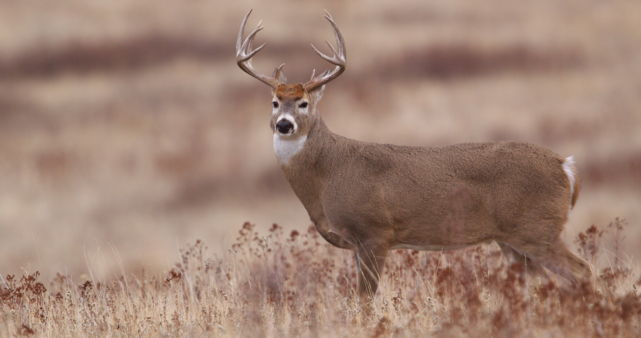 Pennsylvania hunters closer to Sunday hunts // GOHUNT. The Hunting Company