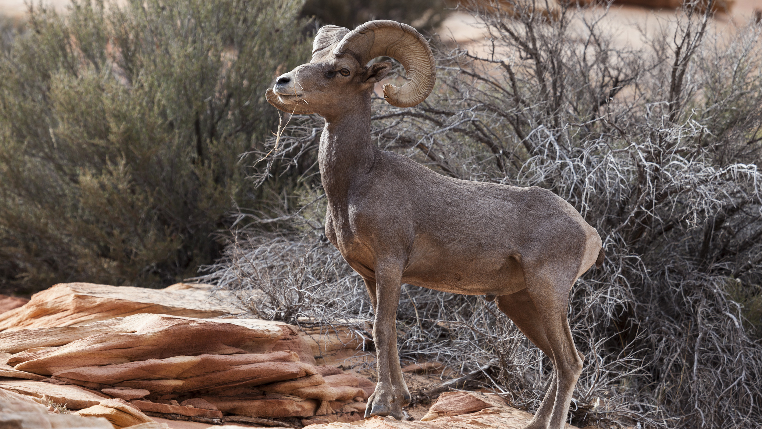 Application Strategy 2024: Utah bighorn sheep, moose, mountain goat ...