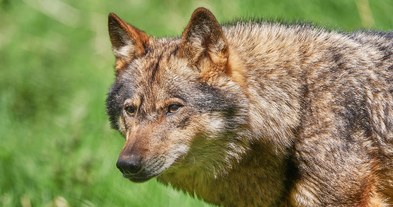 New proposal would allow red wolves to be hunted outside of Wildlife