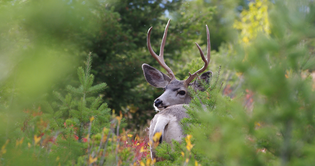 Alaska Seeks Mule Deer Information // GOHUNT. The Hunting Company