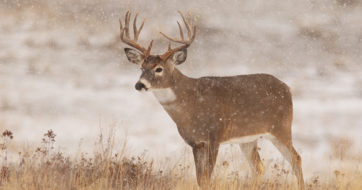 North Dakota deer opportunities an overview // GOHUNT. The Hunting Company