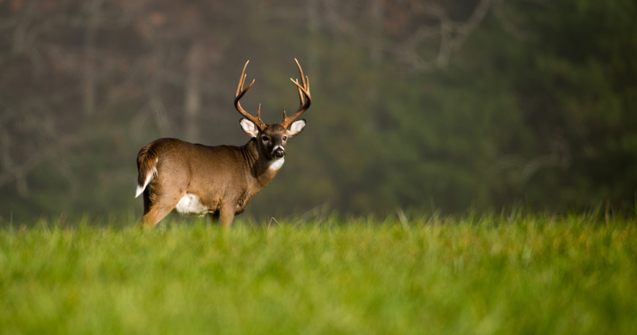 Application Strategy 2023 Iowa deer // GOHUNT. The Hunting Company