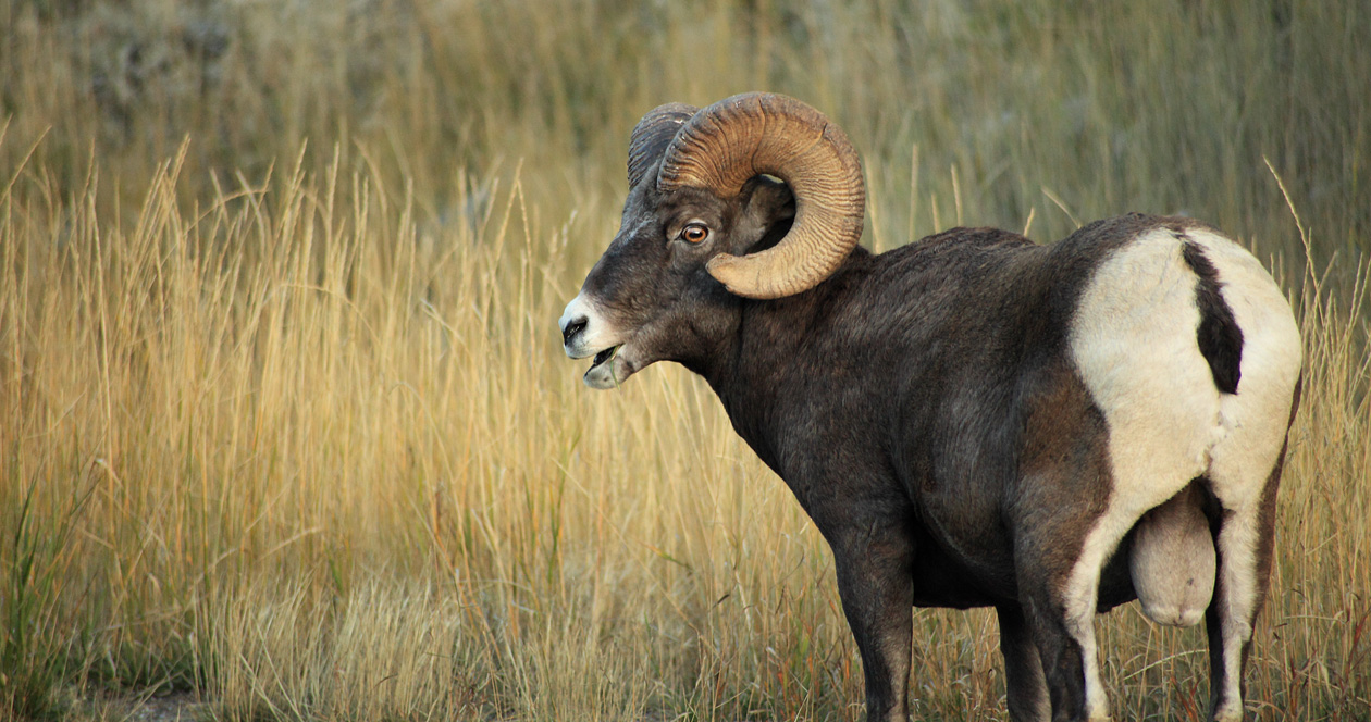 North Dakota Added Another Bighorn Sheep License For The Season 