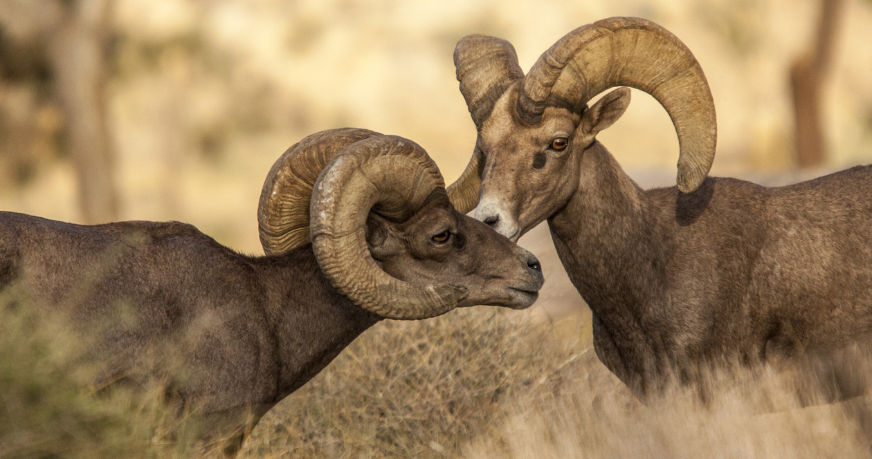 AZGFD restores water source to bighorn sheep // GOHUNT. The Hunting Company