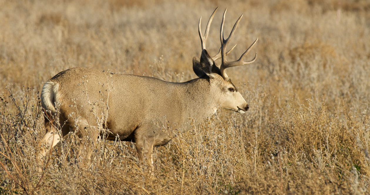 Tip leads to arrest of poaching suspect // GOHUNT. The Hunting Company