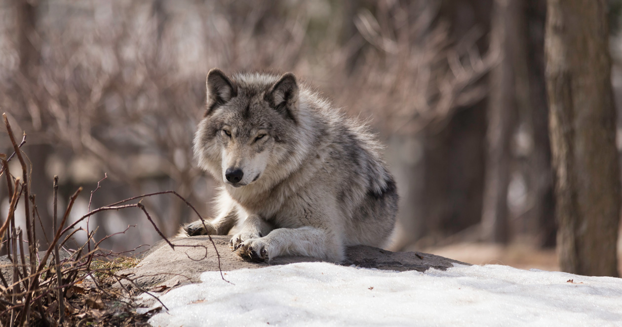 Organizations unite against CO wolf reintroduction initiative // GOHUNT ...