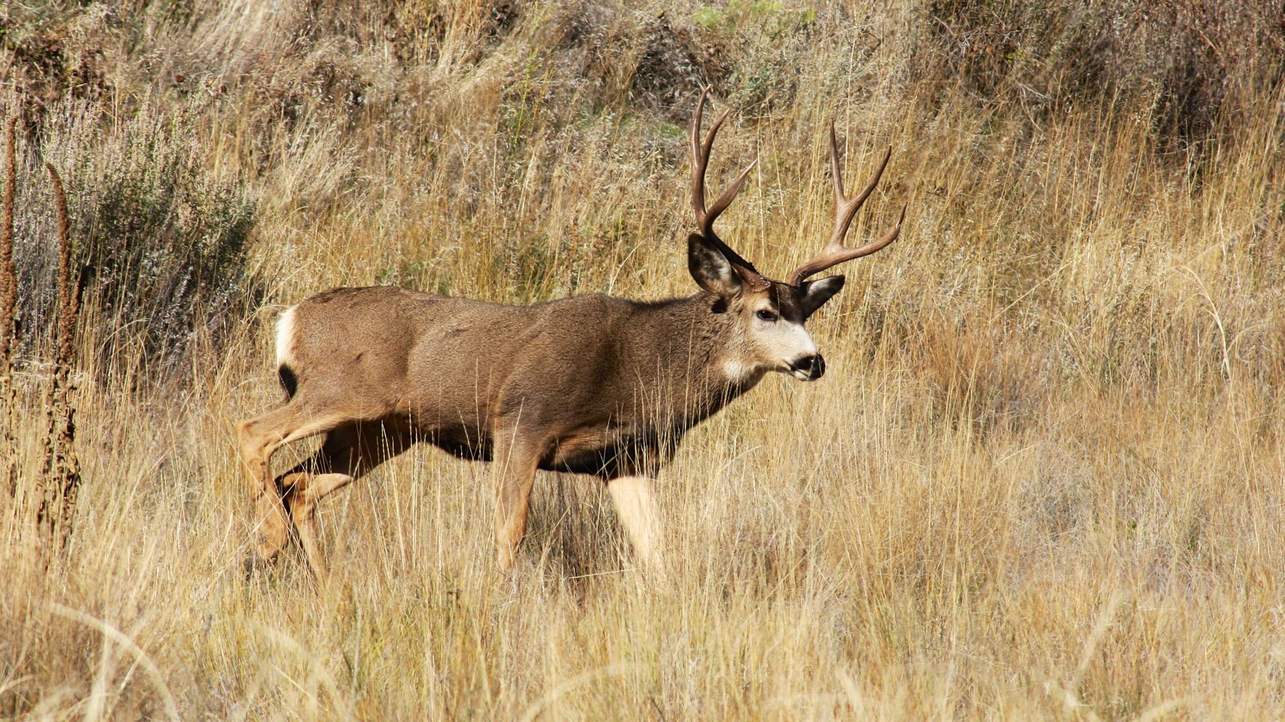 Application Strategy 2024: California deer, elk, antelope and sheep ...