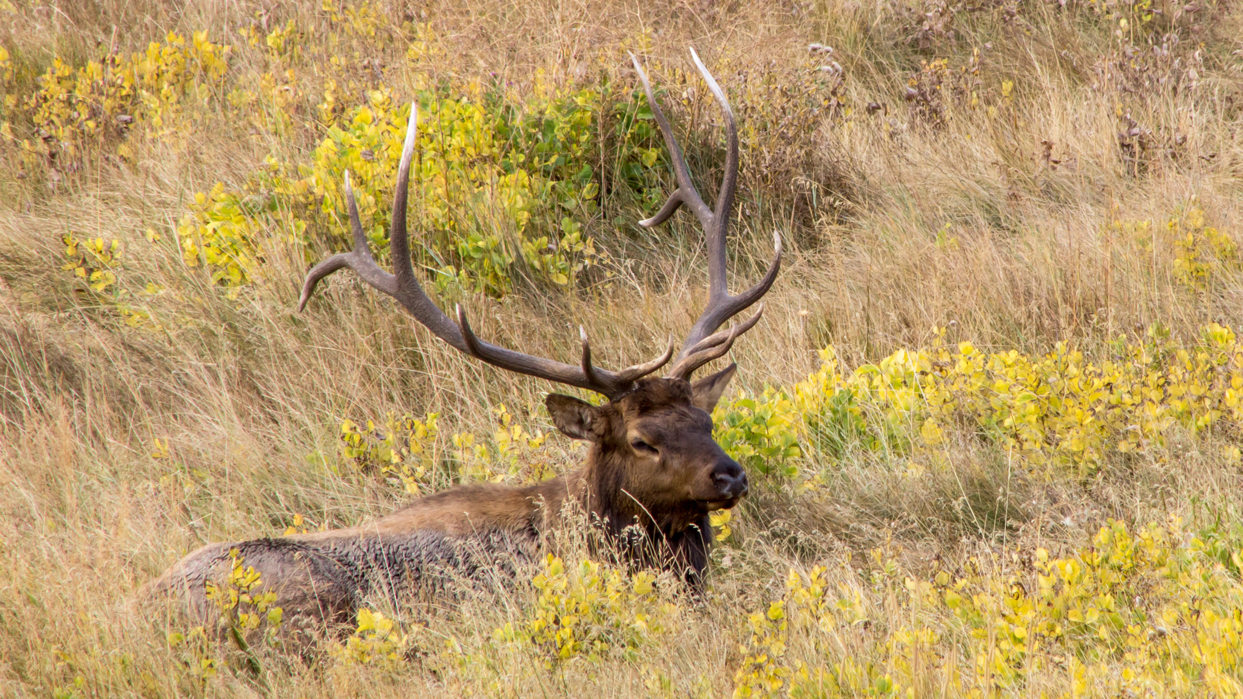 Application Strategy 2024: Nevada Elk And Antelope    Gohunt. The 